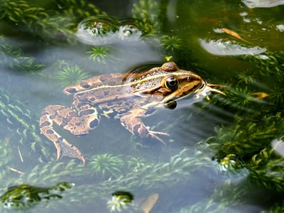 Brown frog in water
